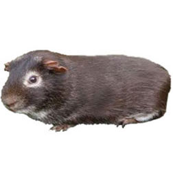 Fox Guinea Pig